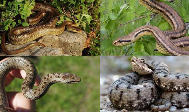 Dal Cervone "succhiavacche" alla velenosa Vipera: alla scoperta degli 8 serpenti pugliesi